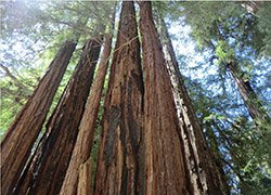 nearby excursion - redwood forest