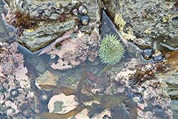 nearby excursion - pescadero beach pacific ocean tide pools